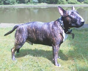 Bull Terrier photo