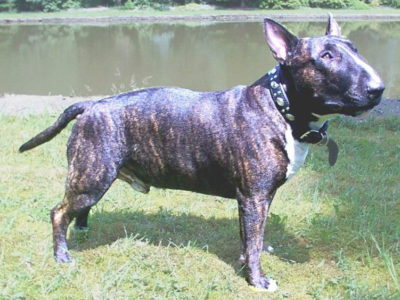 A Bull Terrier