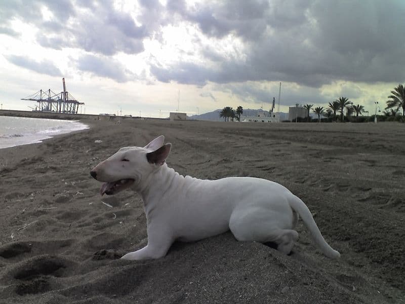 Bull terrier at the beach