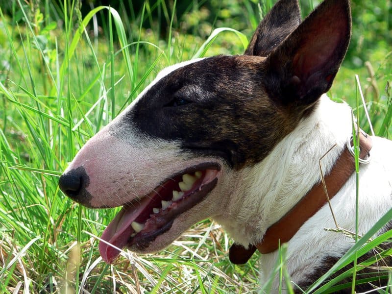 Profile view of a bull terrier