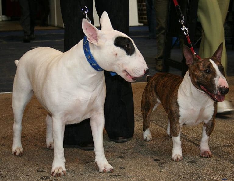 Bull_Terrier (standard QUATTRO Dziedzictwo Tudora)_and_Miniature Bull_Terier(Mooncraft's IN YOUR EYES)_during dogs show in Katowice,