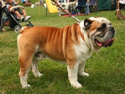 A Bulldog