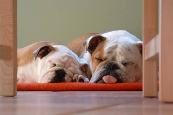 Two sleeping Bulldogs
