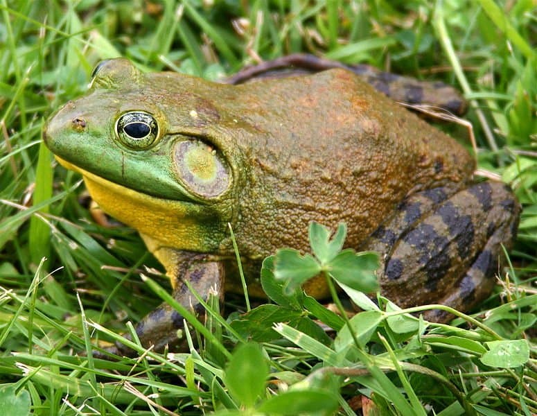 biggest frog in the world