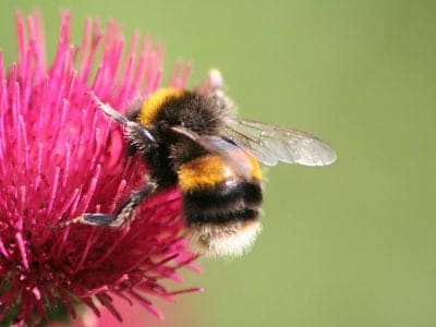A Bumblebee