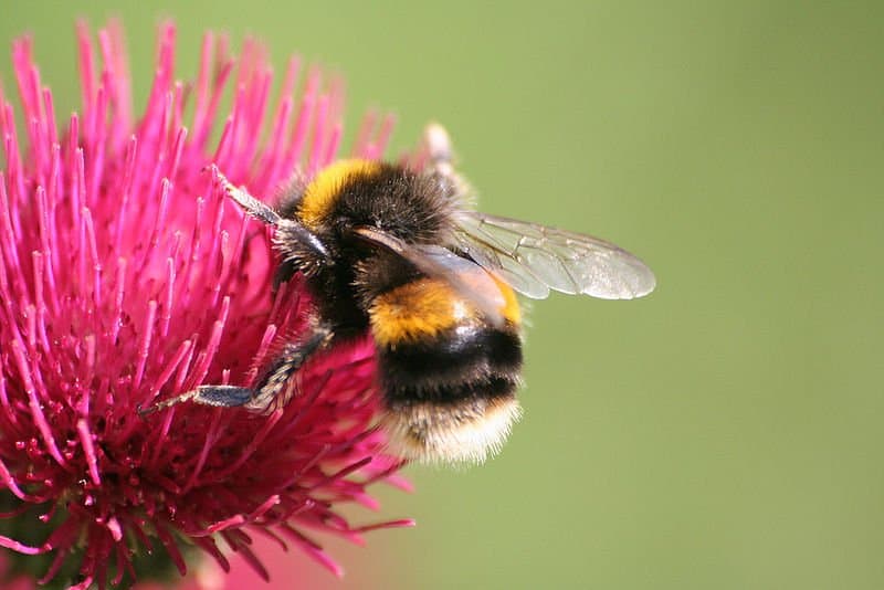 Bumble Bee on a flower