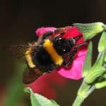 Bumble Bee looking for nectar