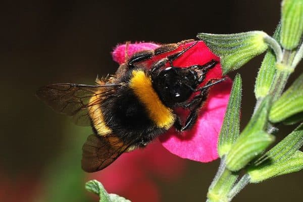 Bumble Bee looking for nectar