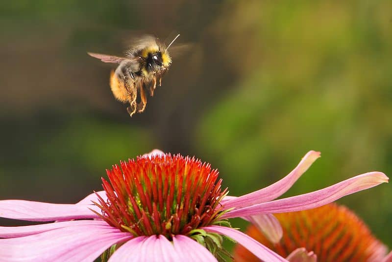 The early bumblebee (Bombus pratorum)