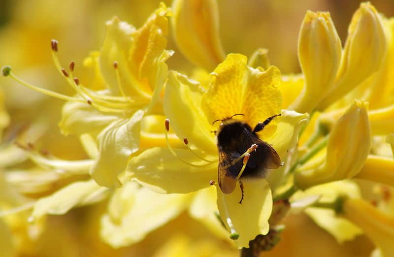 A bumblebee enjoying a flower in Wellington Park, Somerset.