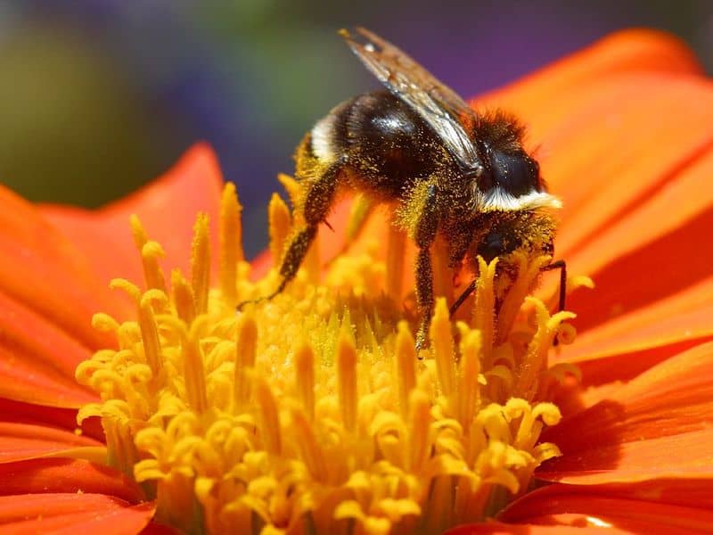 bumbee - bombus - bumblebee pollinating a flower