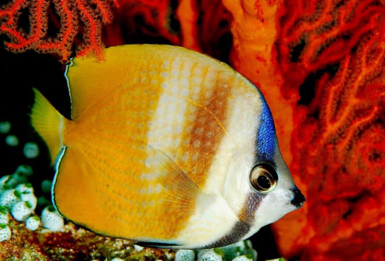 Butterfly Fish is common to see in coral reef garden.