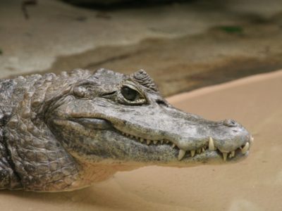 A Caiman crocodilus, Melanosuchus niger, Caiman yacare, Paleosuchus palpebrosus, Paleosuchus trigonatus, Caiman latirostris