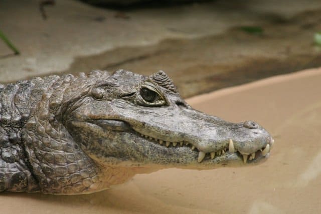 Caiman, Description, Genera, & Facts