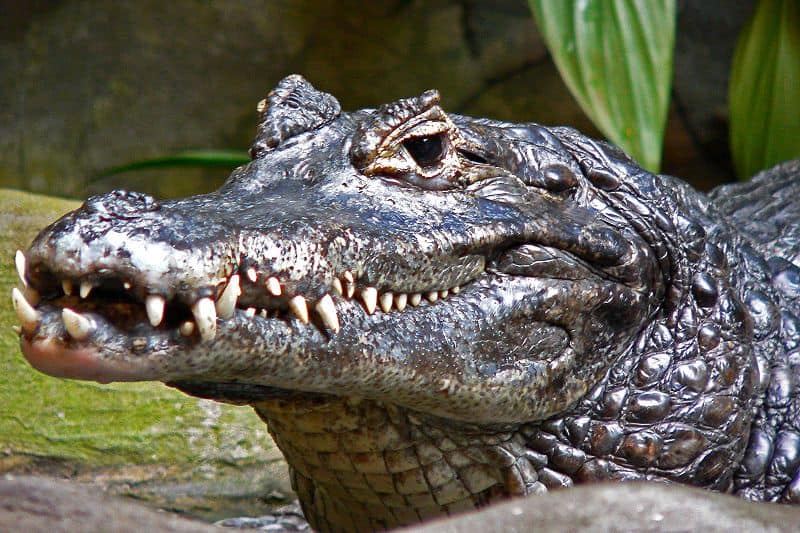 amazon black caiman