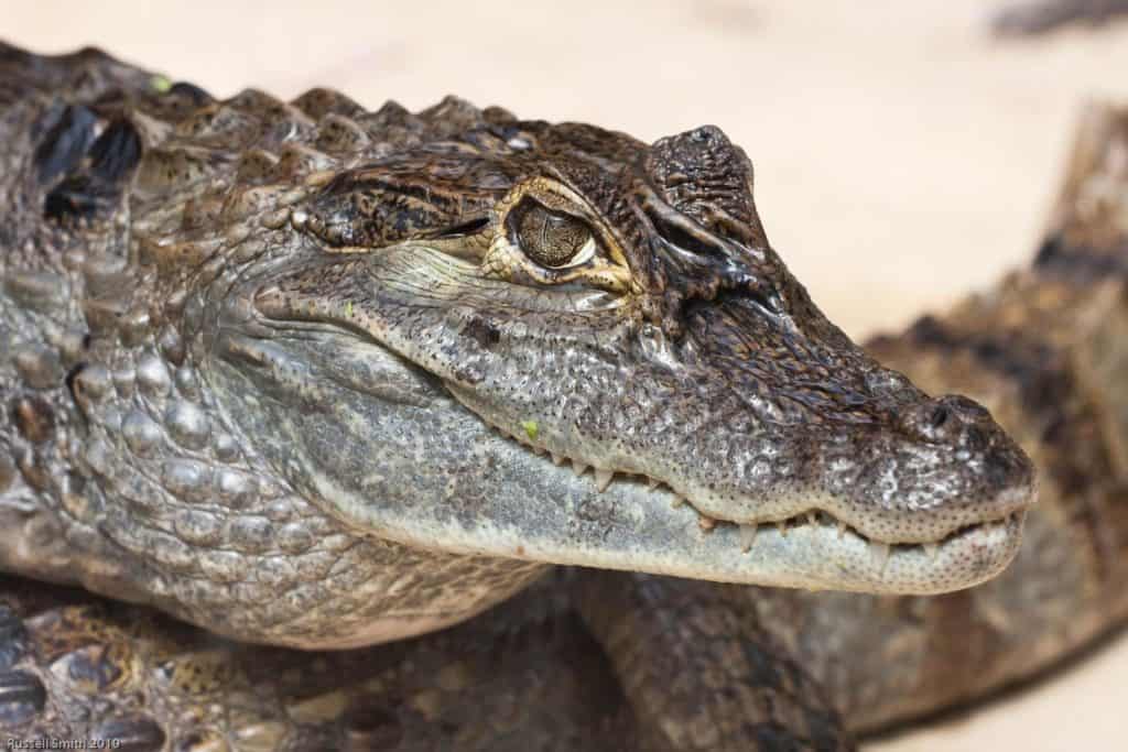 Alligator vs. Crocodile vs. Caiman vs. Gharial: What are the Differences  Between Crocodilians? - AZ Animals