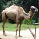 Dromedary Camel in Singapore Zoo