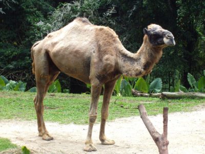 A Camelus dromedarius