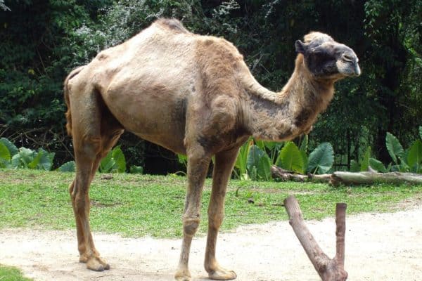 Dromedary Camel in Singapore Zoo