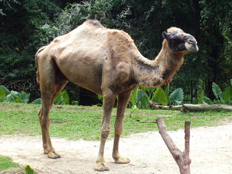 Camel Animal Facts | Camelus dromedarius - AZ Animals