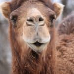 Dromedary Camel at Louisville zoo