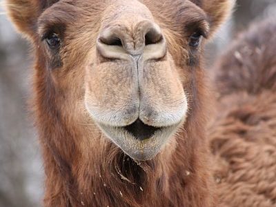 Camel Animal Facts Camelus Dromedarius Az Animals