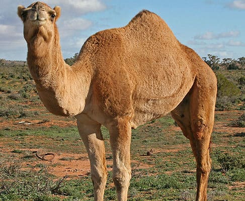 Dromedary Camel in outback Australia