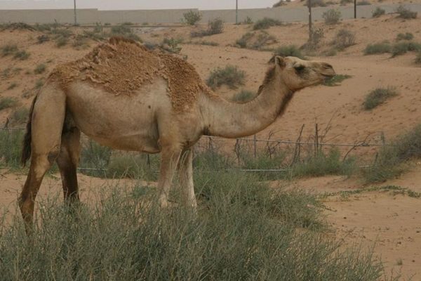 A Camel in Dubai, United Arab Emirates