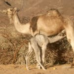 Sahara Camel calf feeding from her mother