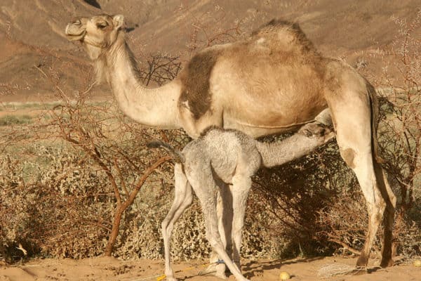 Sahara Camel calf feeding from her mother