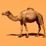A domestic Dromedary Camel (Camelus dromedarius), in south-eastern Morocco