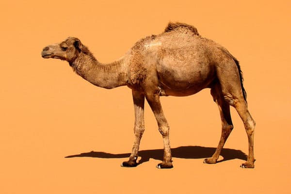 A domestic Dromedary Camel (Camelus dromedarius), in south-eastern Morocco