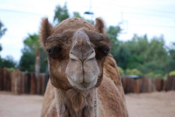 A close-up of a Camel.