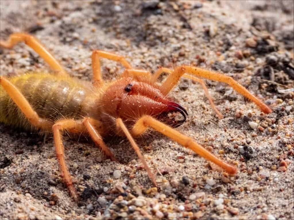 camel spider posed with its pedipalps forward in front of its massive chelicerae.