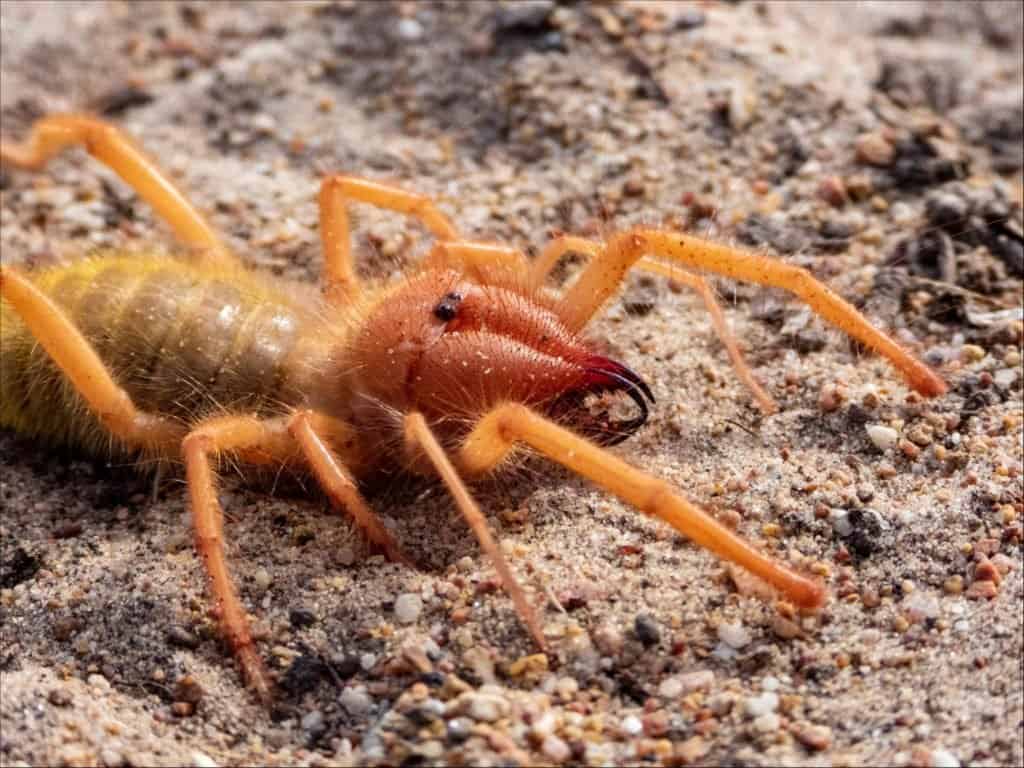 giant camel spider bite