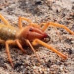 Camel spider