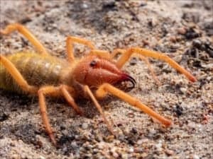 Goliath Tarantula vs Camel Spider: What Are 8 Key Differences? Picture
