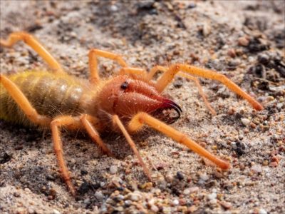 Camel Spider Picture