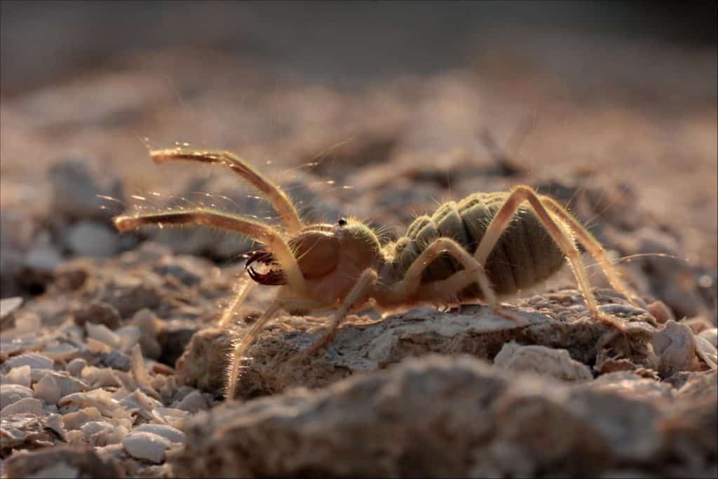 Respiration Makes Camel Spiders Potent Predators