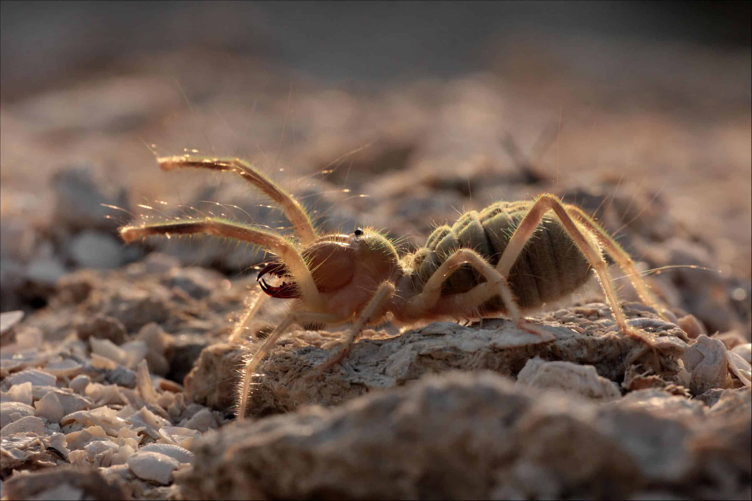 Camel Spider Insect Facts Az Animals