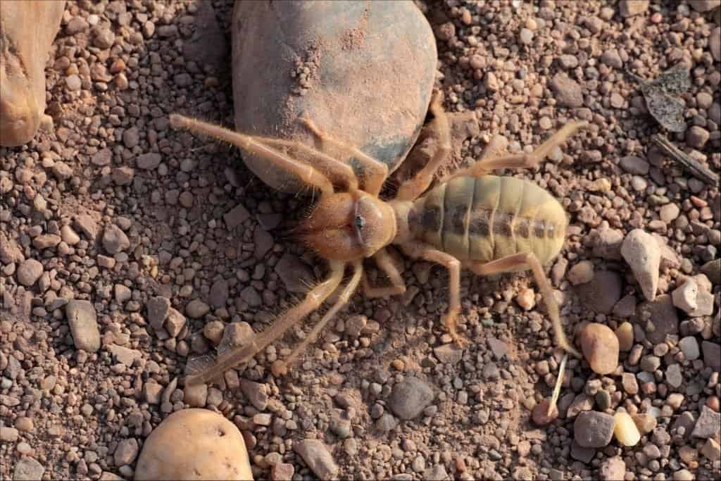 Are Camel Spiders Poisonous or Dangerous? - A-Z Animals