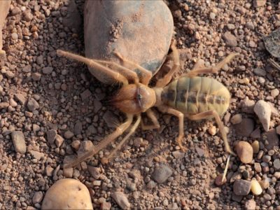 Camel Spider Insect Facts | AZ Animals