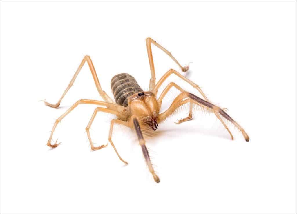 goliath bird eating spider size comparison