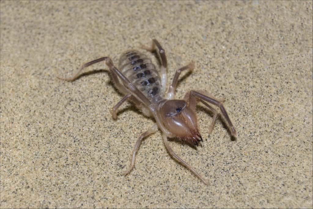 Camel Spider Eating A Lizard