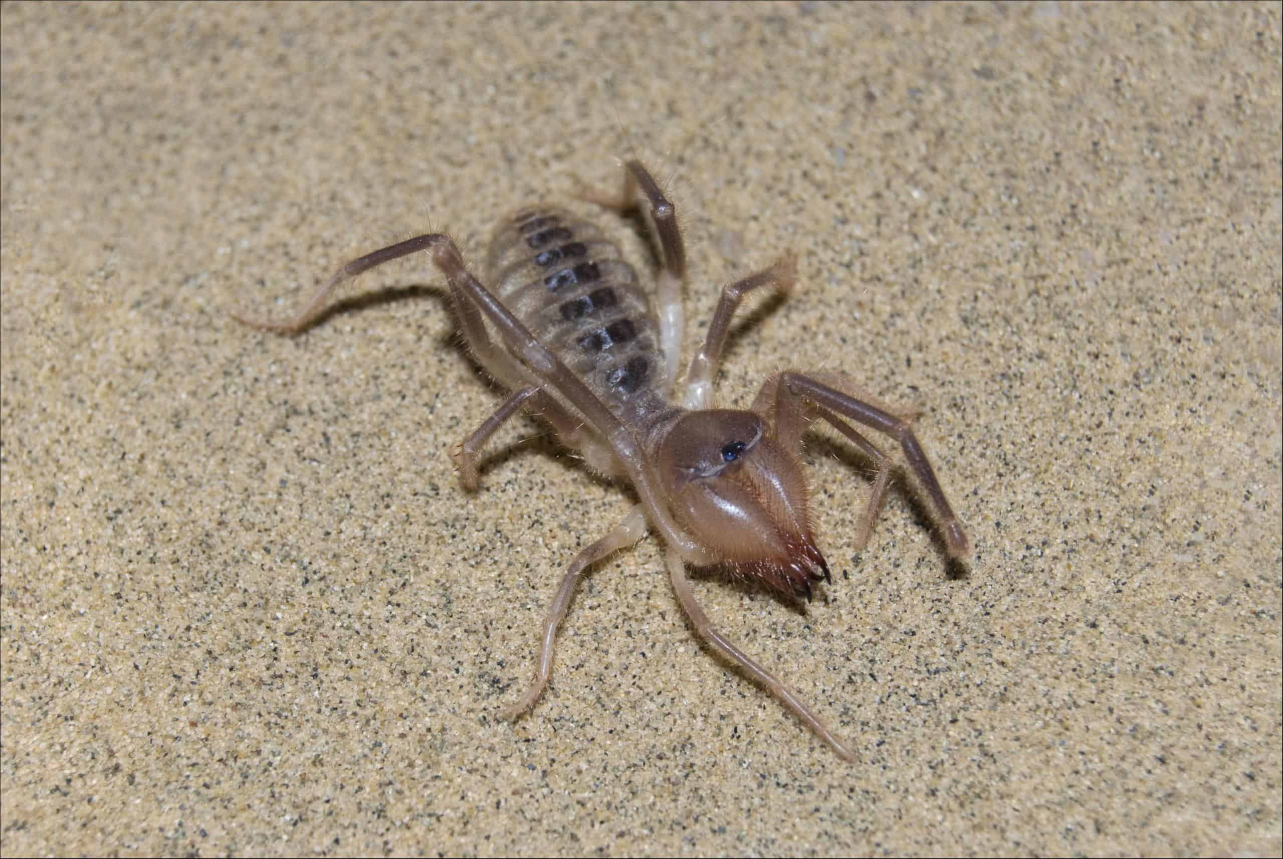 aranha de camelo (Solpugidae)