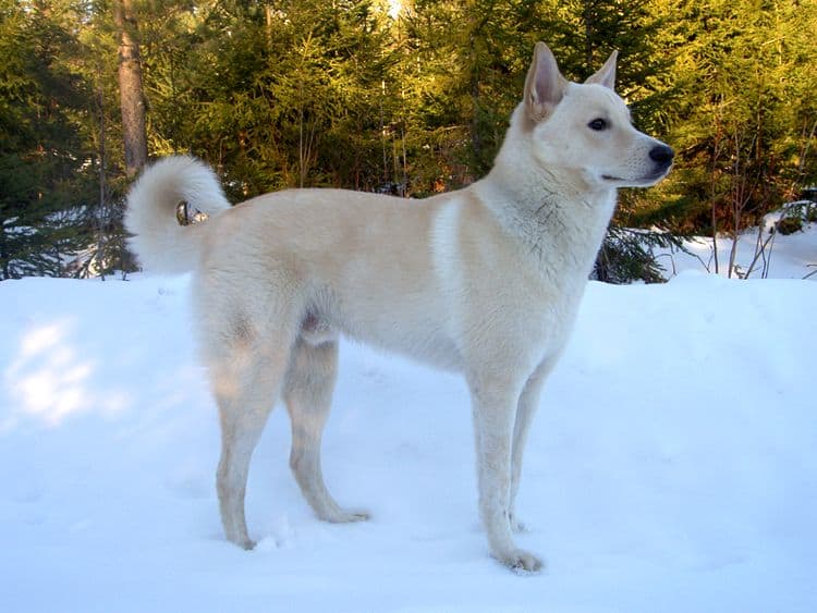 Canaan dog in snow