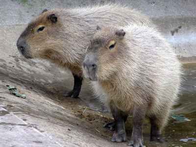 Capybara Picture