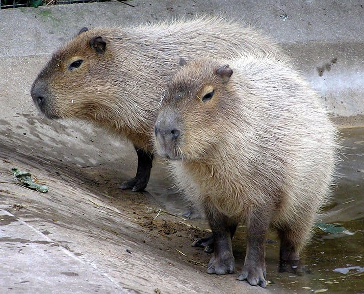 water hog, Capybaras spend most of their life in water: the…