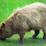 Capybara at Hattiesburg Zoo