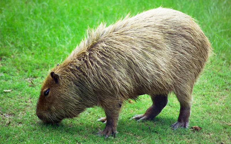 capybara predators